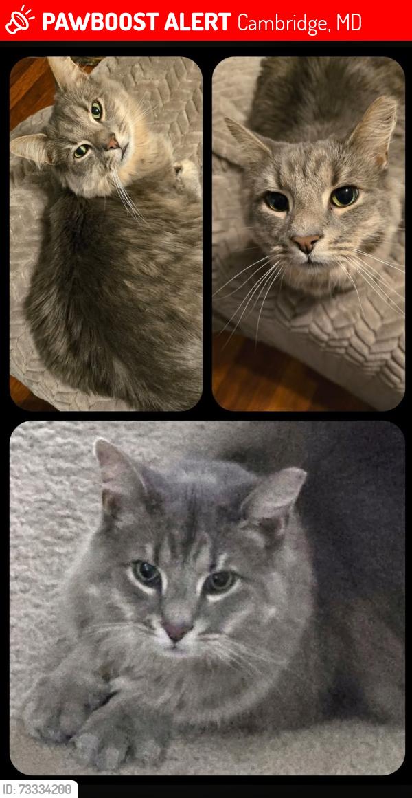 Lost Male Cat last seen Dark rd cambridge md, Cambridge, MD 21613
