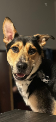 Lost Male Dog last seen Long, Fort Worth, TX 76106