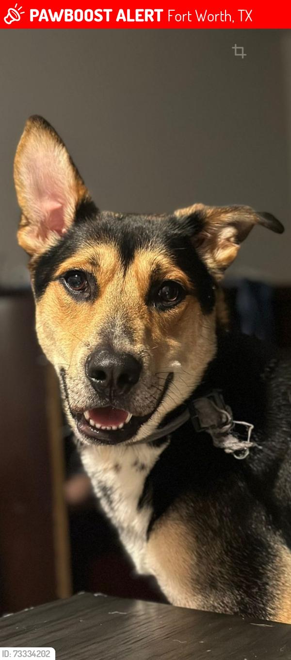 Lost Male Dog last seen Long, Fort Worth, TX 76106
