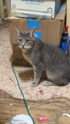 Lost Male Cat last seen Alexis and secor, Toledo, OH 43613