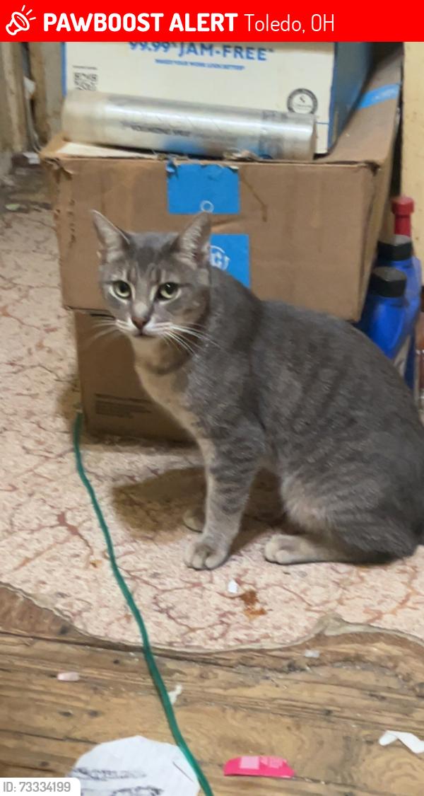 Lost Male Cat last seen Alexis and secor, Toledo, OH 43613