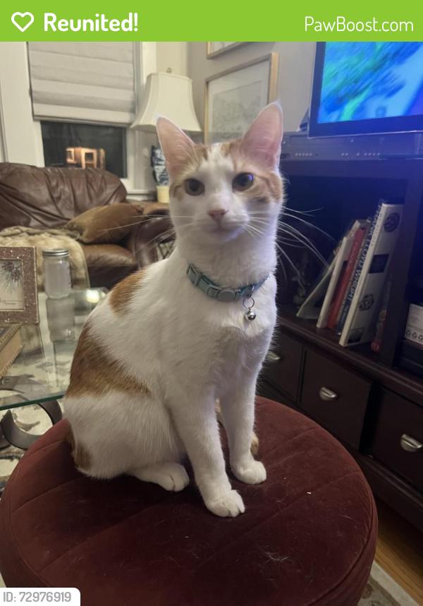 Reunited Male Cat last seen Wesley Ave and Euclid in Berwyn, Berwyn, IL 60402