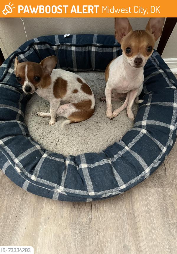 Found/Stray Male Dog last seen NE 10th, Midwest City, OK 73110