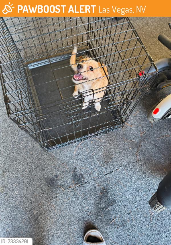 Found/Stray Female Dog last seen Alexander and Fort Apache, Las Vegas, NV 89129