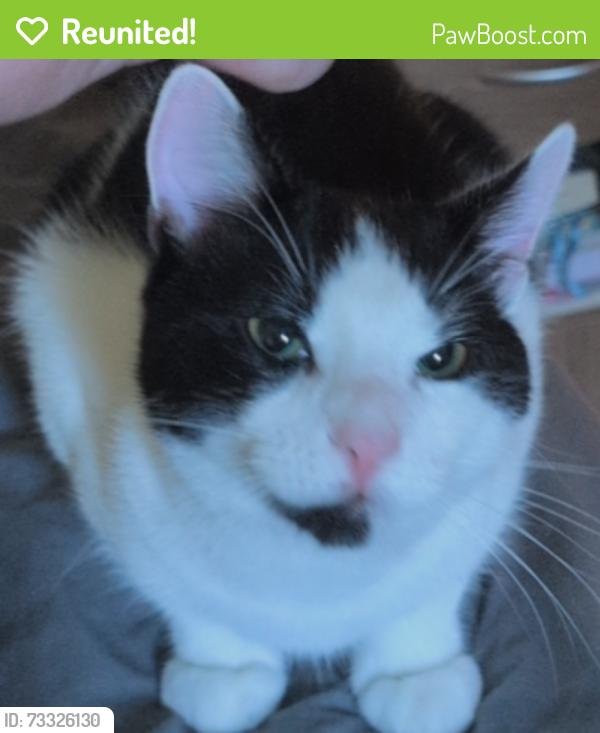 Reunited Unknown Cat last seen Wellington Road, Bournemouth, Bournemouth, Christchurch and Poole, England 