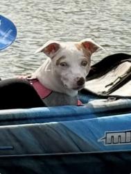 Reunited Female Dog last seen Elementary school, Severance, CO 80550