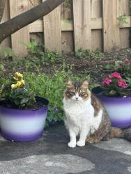 Lost Female Cat last seen Smoketown, Potomac Mills, VA 22192