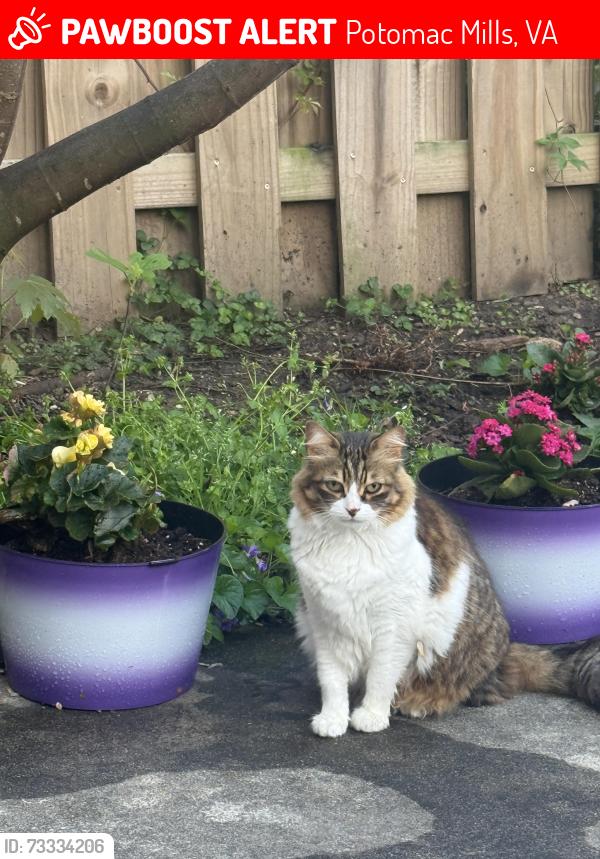 Lost Female Cat last seen Smoketown, Potomac Mills, VA 22192