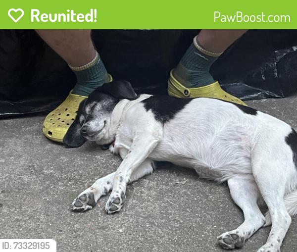 Reunited Female Dog last seen Villeneuve and saint urbain, Montréal, QC 