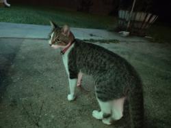 Found/Stray Female Cat last seen Highway 22 and poche, Tangipahoa Parish, LA 70454