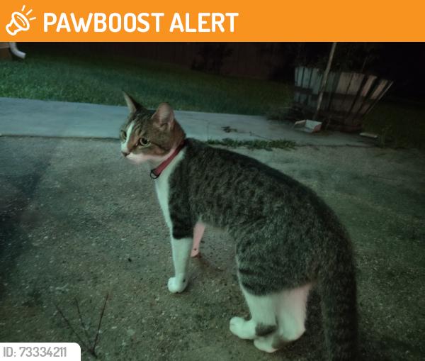 Found/Stray Female Cat last seen Highway 22 and poche, Tangipahoa Parish, LA 70454