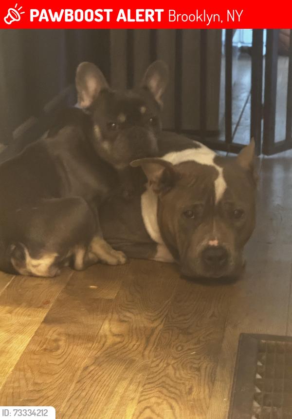 Lost Female Dog last seen Emerson place, Brooklyn, NY 11205