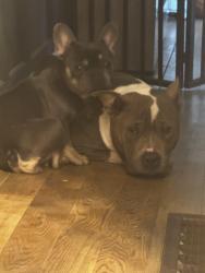 Lost Female Dog last seen Emerson place, Brooklyn, NY 11205
