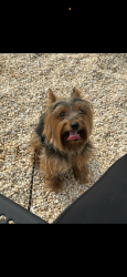 Reunited Male Dog last seen Near glenmore, Philadelphia, PA 19142
