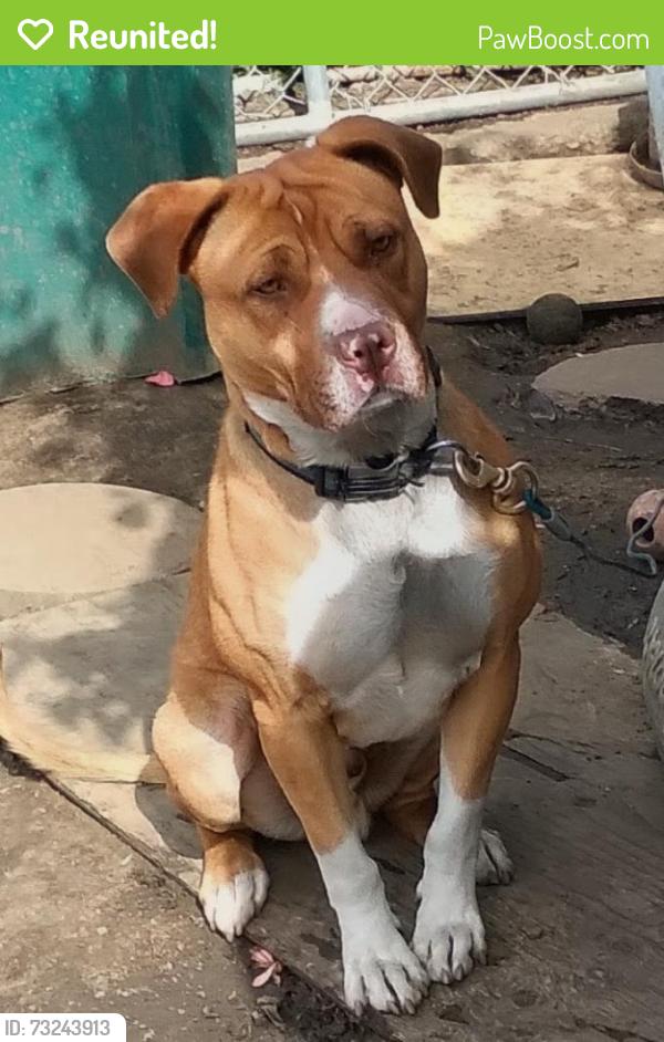 Reunited Male Dog last seen By 711 by Durant square, Oakland, CA 94621