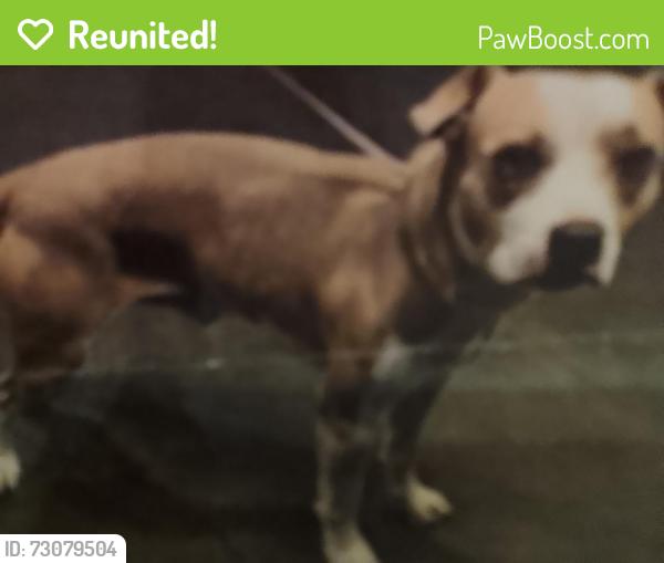 Reunited Male Dog last seen Van Nuys and Vanowen, Los Angeles, CA 91405