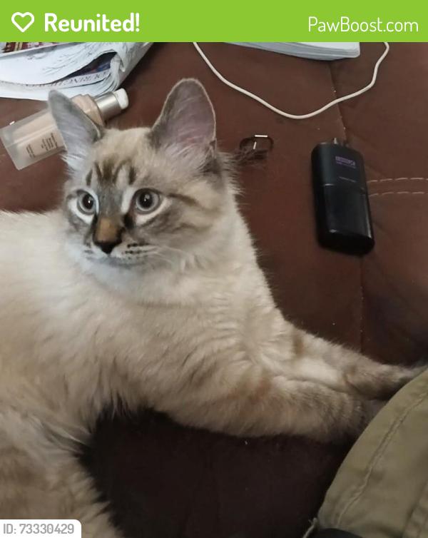 Reunited Male Cat last seen Florence, Windsor, ON N8P 1H2