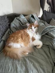 Lost Male Cat last seen Marquardt, La Mirada, CA 90638