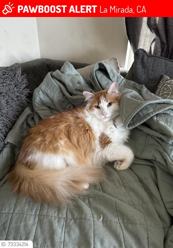 Lost Male Cat last seen Marquardt, La Mirada, CA 90638