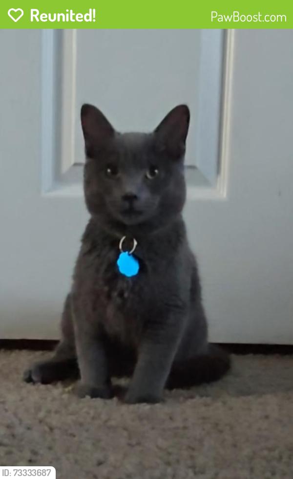 Reunited Male Cat last seen S Mobile & S Norfolk, Aurora, CO 80016
