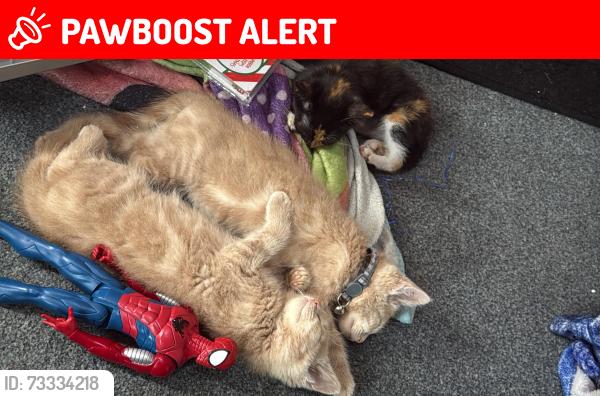 Lost Male Cat last seen In street, Hootens row PE38 0AH, Barroway Drove, England PE38 0AH