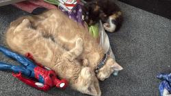 Lost Male Cat last seen In street, Hootens row PE38 0AH, Barroway Drove, England PE38 0AH