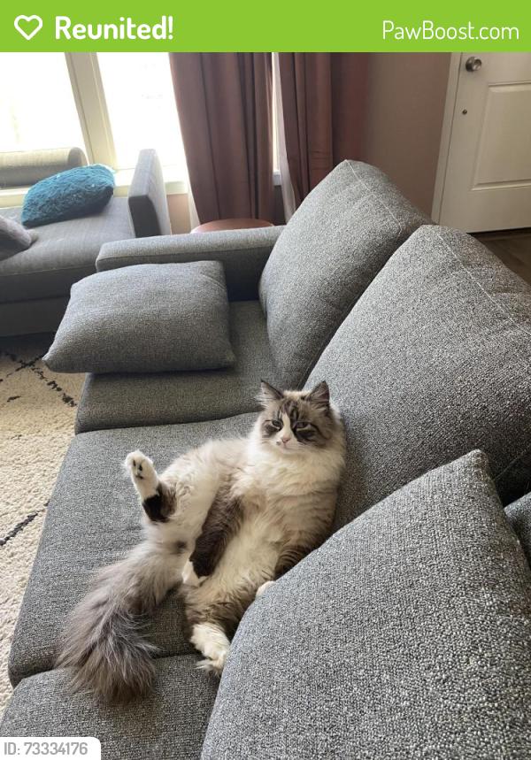 Reunited Male Cat last seen Emerson and 25th, Denver, CO 80205