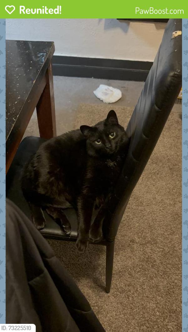 Reunited Male Cat last seen Clark street, may street, Oakland Ave, Lansing, MI 48906
