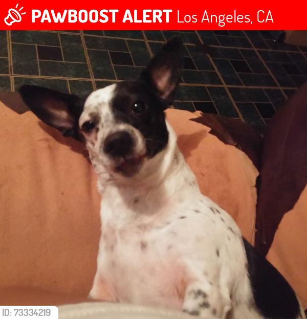Lost Female Dog last seen Firestone blvd/Compton ave, Los Angeles, CA 90001
