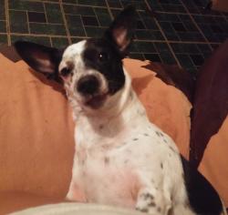 Lost Female Dog last seen Firestone blvd/Compton ave, Los Angeles, CA 90001