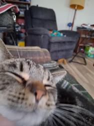 Reunited Male Cat last seen Rudicil and robinwood, Fort Wayne, IN 46804
