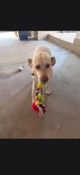 Reunited Male Dog last seen Covell and 4th Street, Grand Rapids, MI 49504