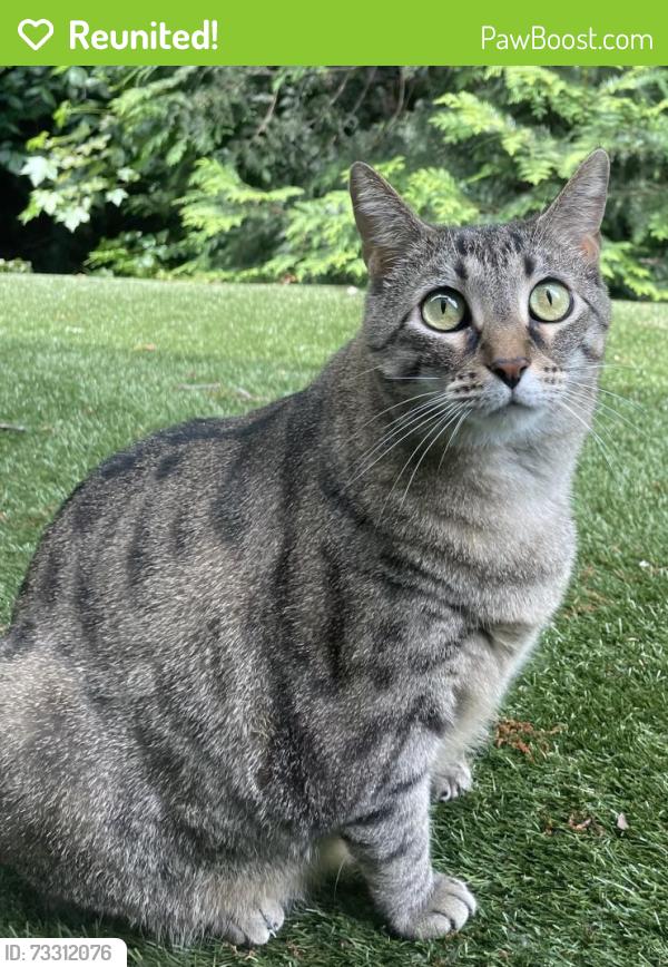 Reunited Female Cat last seen Sawnee Village apmts, Cumming, GA 30040