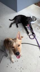 Found/Stray Male Dog last seen EF Griffin Rd and Lyle Parkway, Bartow, FL 33830