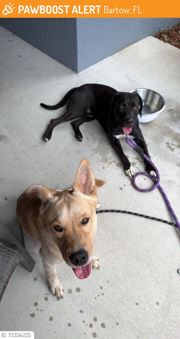 Found/Stray Male Dog last seen EF Griffin Rd and Lyle Parkway, Bartow, FL 33830