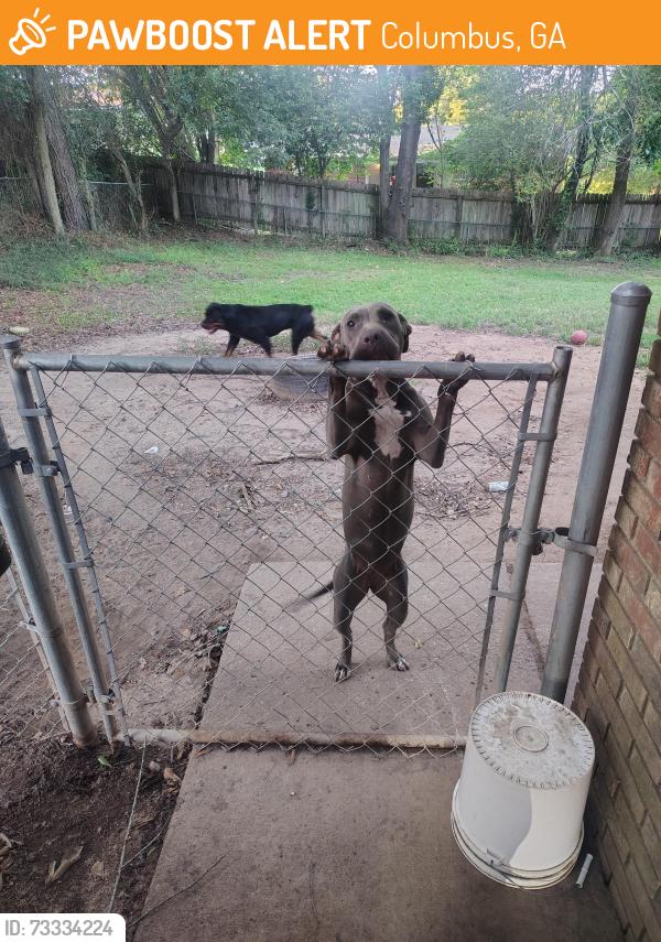 Found/Stray Female Dog last seen Georgia Dr and Atterbury Drive Columbus, ga, Columbus, GA 31907