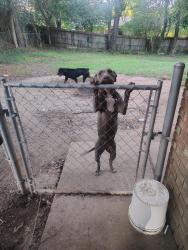 Found/Stray Female Dog last seen Georgia Dr and Atterbury Drive Columbus, ga, Columbus, GA 31907