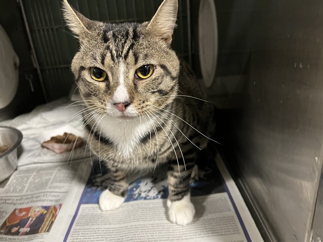 Shelter Stray Male Cat last seen , 4275 Elton St, Baldwin Park, CA 91706, USA