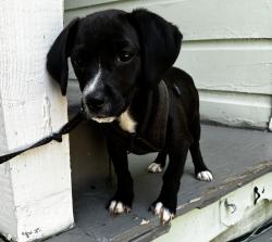 Lost Female Dog last seen Near Seasons Blvd. and HOWARD gap Road, Hendersonville, NC 28792