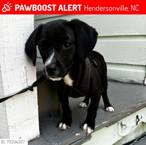 Lost Female Dog last seen Near Seasons Blvd. and HOWARD gap Road, Hendersonville, NC 28792
