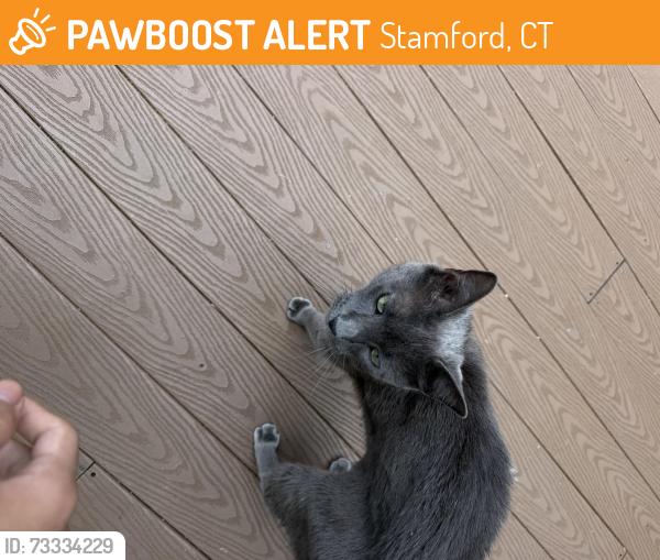 Found/Stray Unknown Cat last seen Hartcroft, Stamford, CT 06903