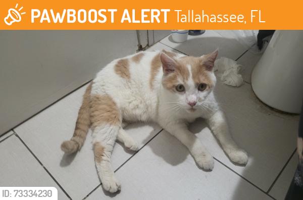 Found/Stray Male Cat last seen Red roof inn, Tallahassee, FL 32303