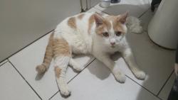 Found/Stray Male Cat last seen Red roof inn, Tallahassee, FL 32303
