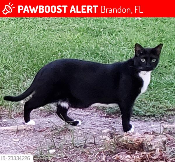 Lost Male Cat last seen Royal Crest Way, Brandon, FL 33511