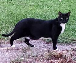 Lost Male Cat last seen Royal Crest Way, Brandon, FL 33511