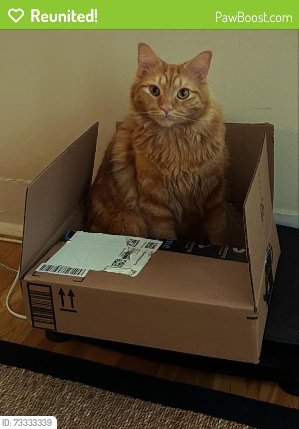 Reunited Female Cat last seen Anjaco, Atlanta, GA 30309