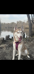 Reunited Female Dog last seen Forrestbrooke area, Myrtle Beach, SC 29579