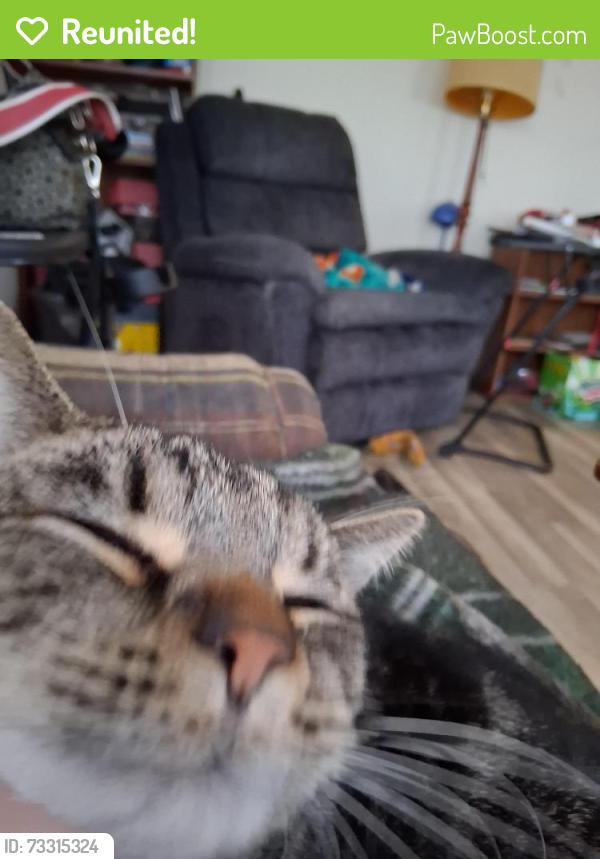 Reunited Male Cat last seen Rudicil and robinwood, Fort Wayne, IN 46804