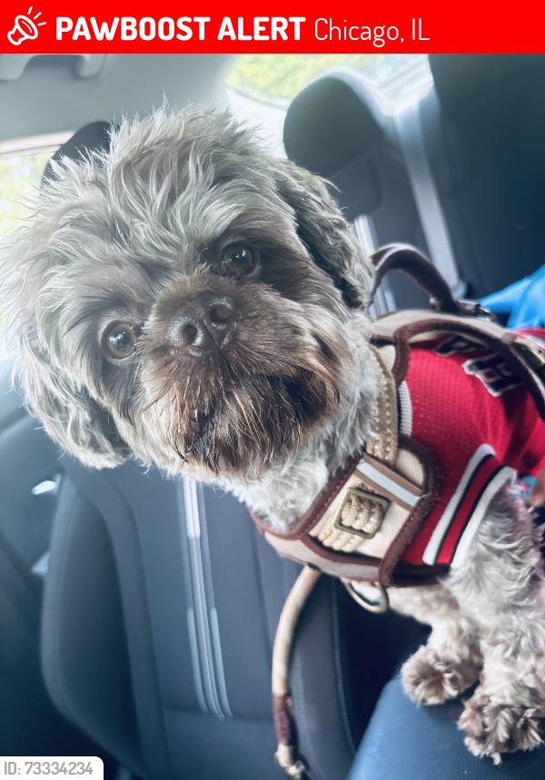 Lost Male Dog last seen Washington and leavitt, Chicago, IL 60647