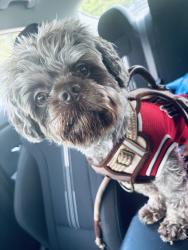 Lost Male Dog last seen Washington and leavitt, Chicago, IL 60647